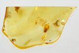 Two Detailed Fossil Ants (Formicidae) In Baltic Amber #330705-2